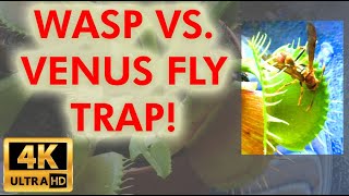 WASP VS. VENUS FLY TRAP!