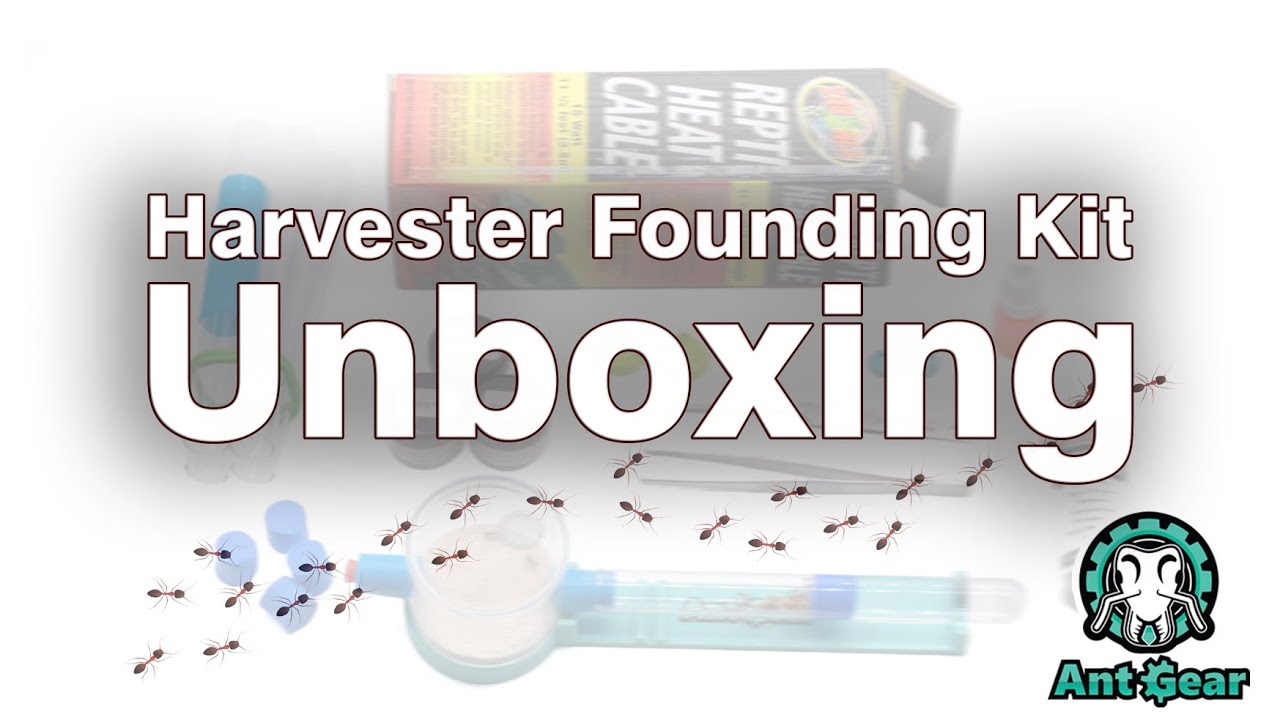 Western Harvester Ant Founding Kit » AntGear