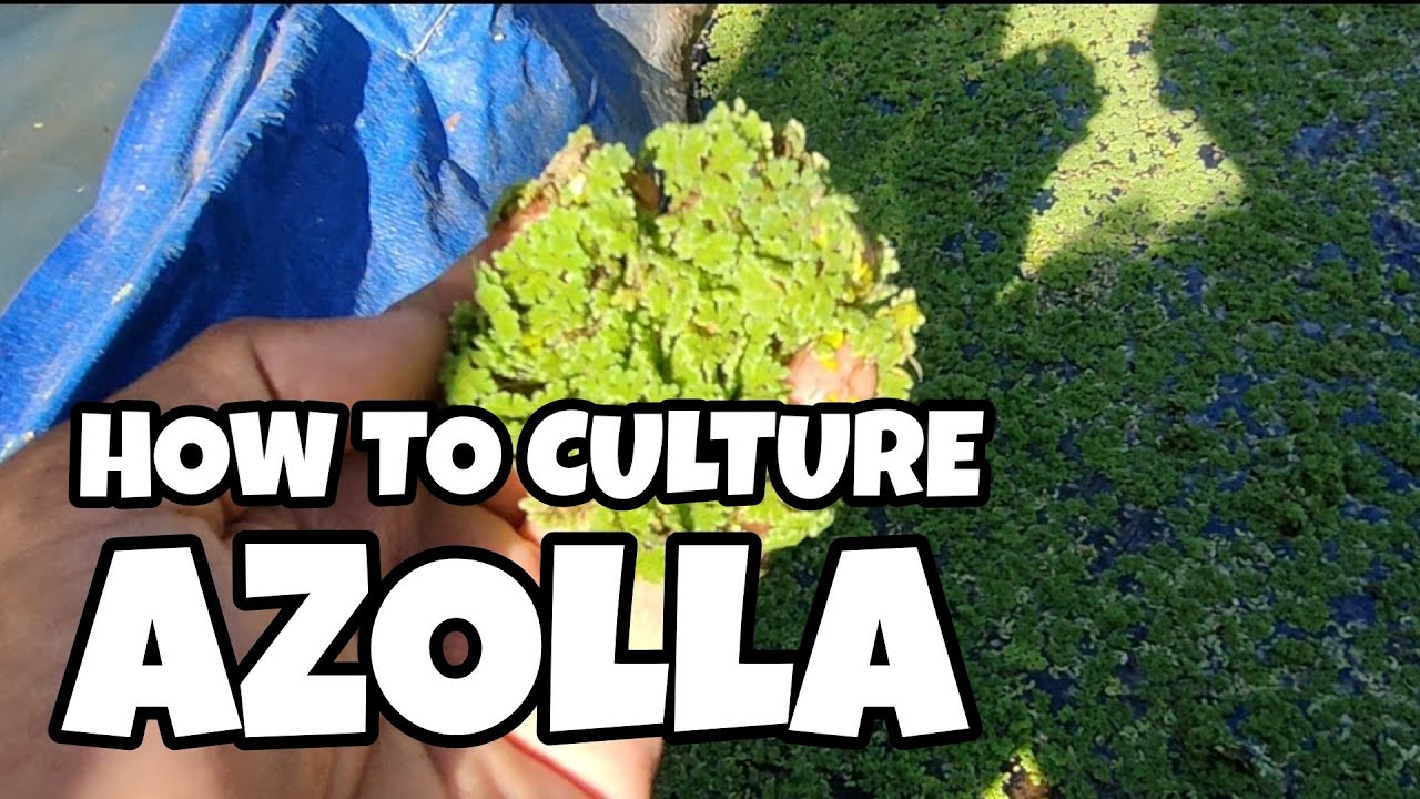 How to culture Azolla - YouTube