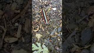 Orange and black millipede
