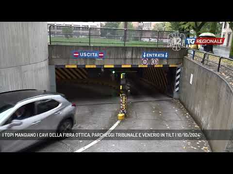 I TOPI MANGIANO I CAVI DELLA FIBRA OTTICA, PARCHEGGI TRIBUNALE E VENERIO IN TILT | 10/10/2024