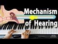 Mechanism of hearing animation