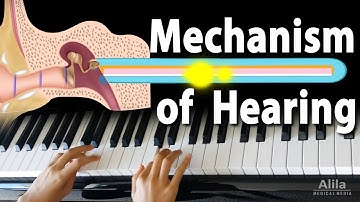 Mechanism of Hearing, Animation