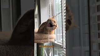 Orange cat Behavior
