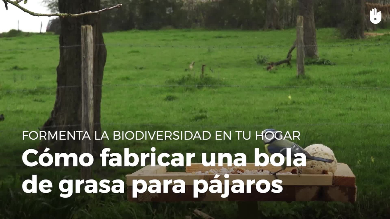 Alimentar a los pájaros: bola de grasa | Construye refugios para animales