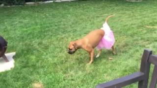 Nilan And The Tutu