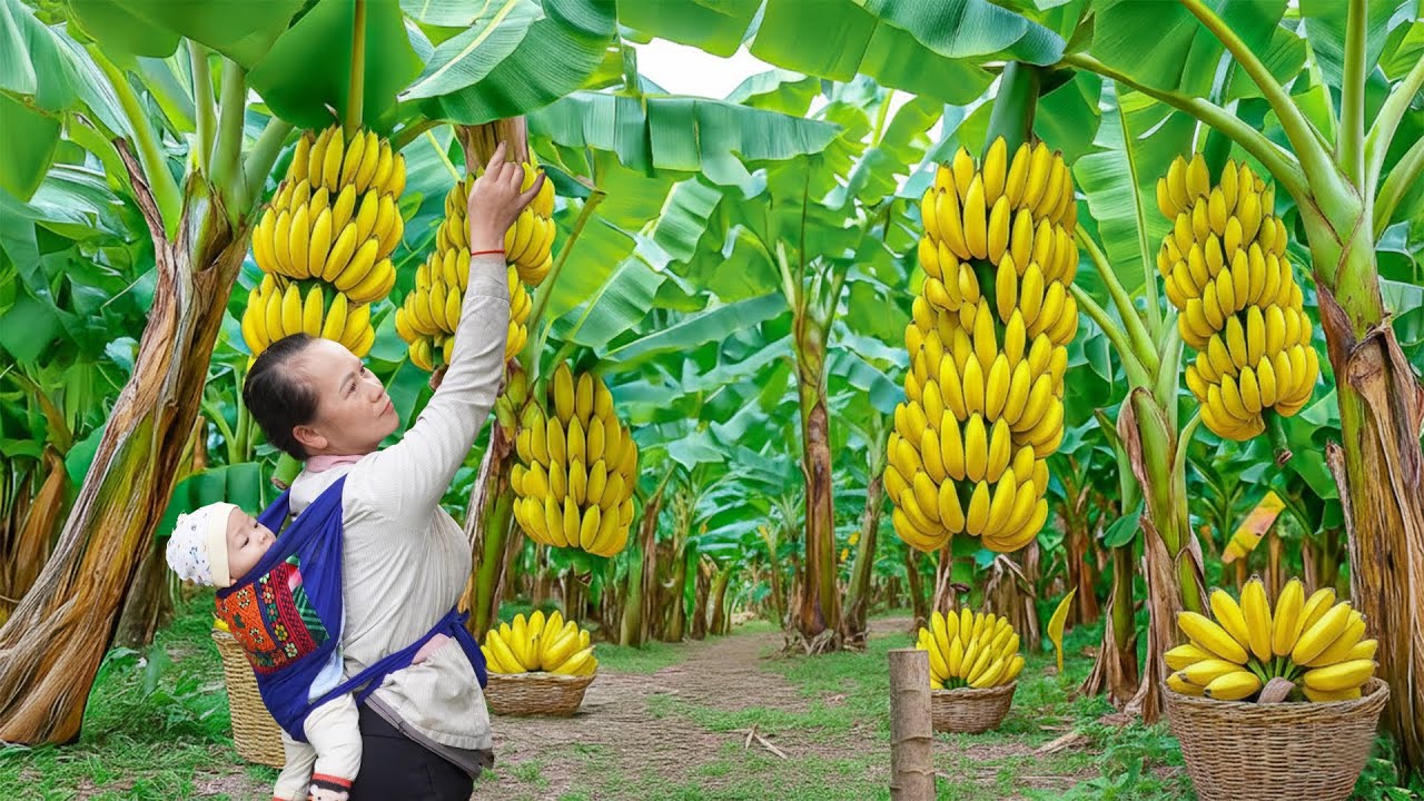 Harvest 1000kg of wild bananas and banana blossoms to sell at the ...