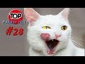 ПРИКОЛЫ 2019, ТОП СМЕШНЫХ ВИДЕО С КОТАМИ/Смешные животные/Смешные кошки/TOP FUNNY PETS #28