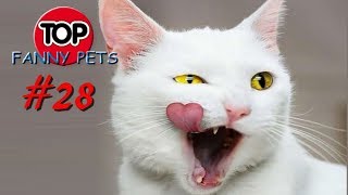 ПРИКОЛЫ 2019, ТОП СМЕШНЫХ ВИДЕО С КОТАМИ/Смешные животные/Смешные кошки/TOP FUNNY PETS #28