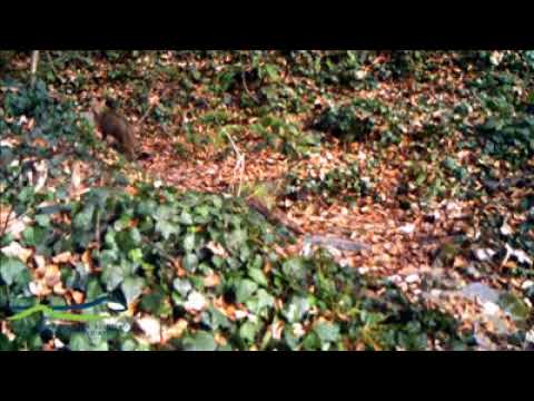 კატა და ფოცხვერი  ლაგოდეხის ნაკრძალში ტერიტორიას ნიშნავენ