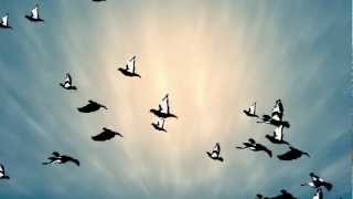 flight animation bird