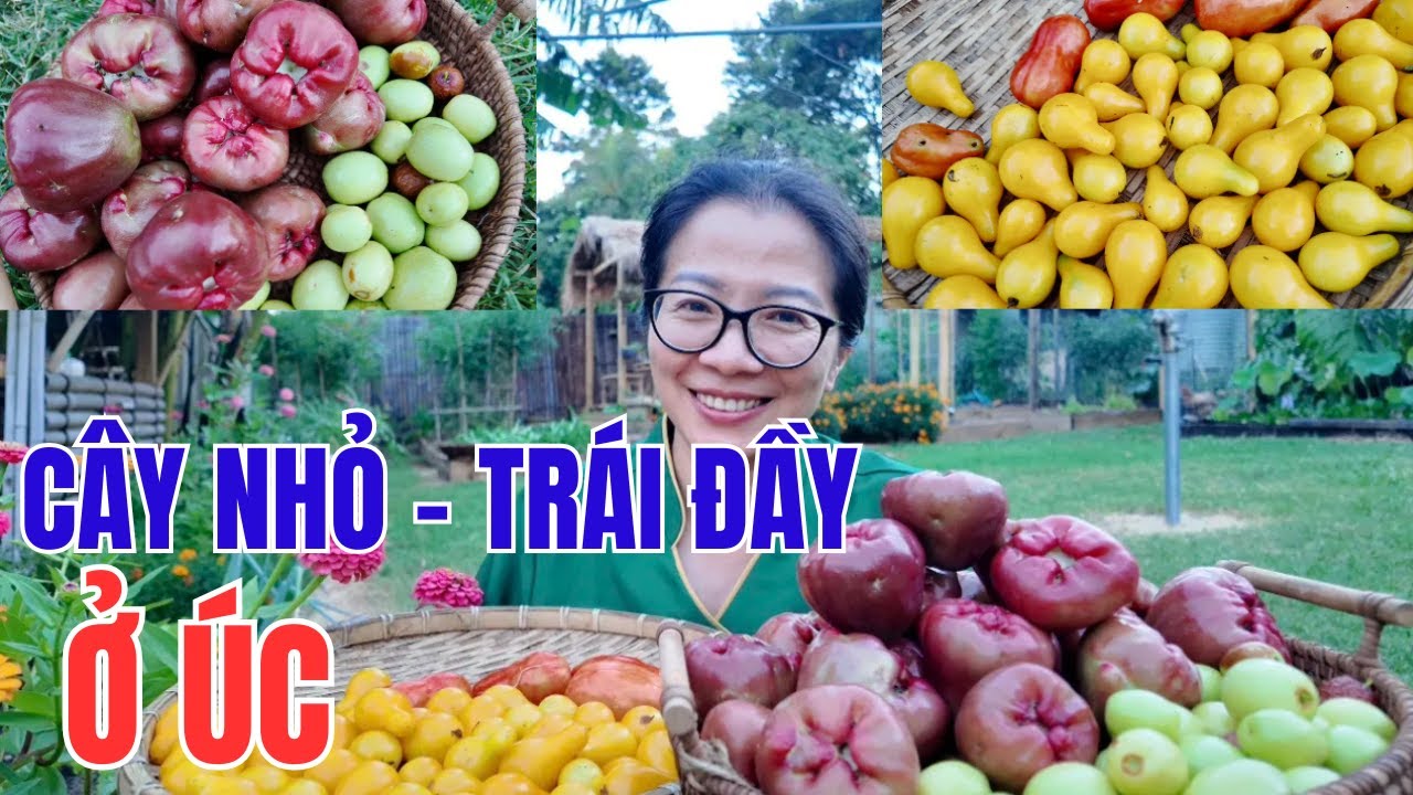 Cuộc Sống Úc - Thu Hoạch Táo Tàu Trĩu Quả Từ Cây Táo Tí Hon, Mận Đường Và Cà Chua Giống Mới Ở Úc