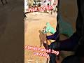 Kamali Kamali Dog Catch Up #shorts #streetdogrevival #youtubeshorts #shortsfeed #shortvideo