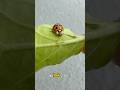 Why do ladybugs look so MEAN when they hatch?!
