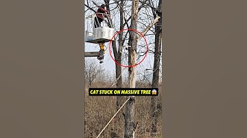 Cat Stuck on A Massive Tree 💔 #rescue #cat #shorts