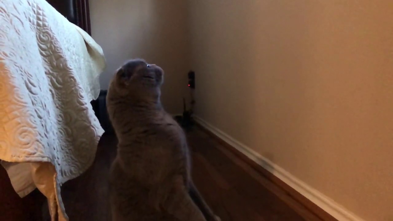 Cat's high jump YouTube