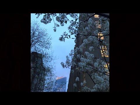 "ambedo" preview