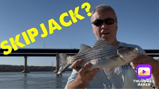 Skipjack Update 3-11-25