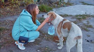 Friendly Stray Dog Asking for Food on the Side of the Road