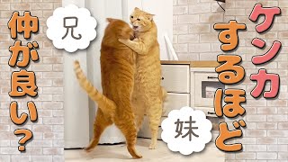 仲良しだけど喧嘩する猫！妹猫に八つ当たりする兄猫バトル勃発！ by ミルダーズハウス 340 views 1 year ago 8 minutes, 39 seconds