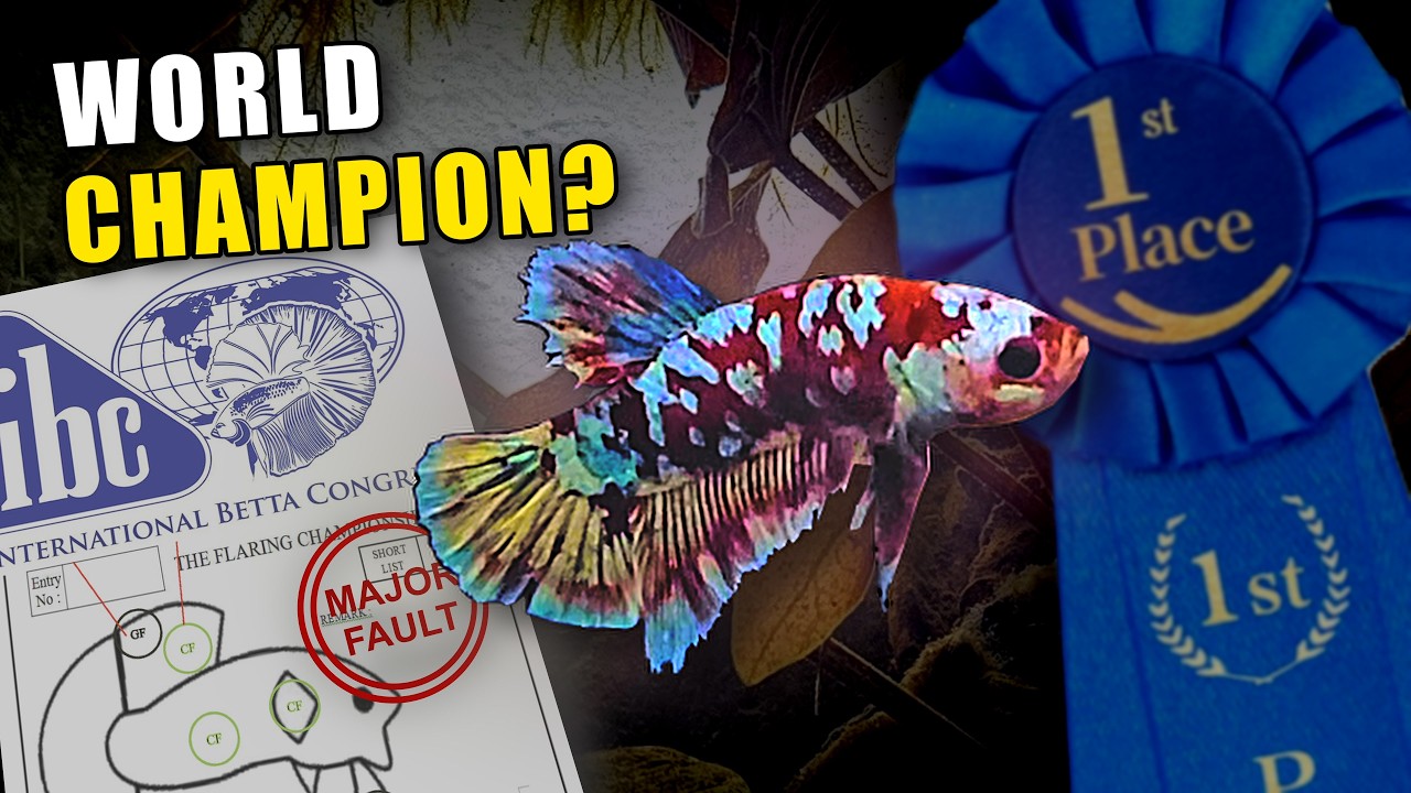 I Bought A Competition Betta (And Competed)