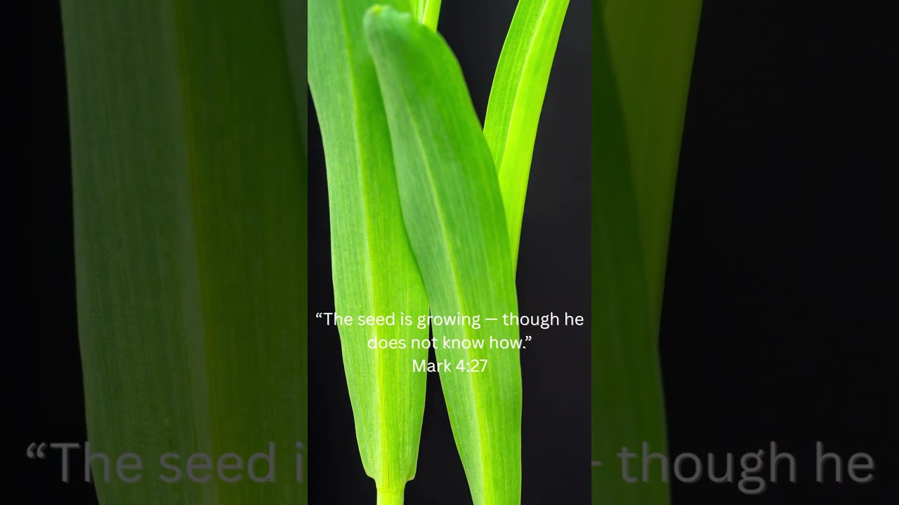 What’s Growing Where You Can’t See? #faith #ChristianShorts #TrustGod #encouragement #motivation