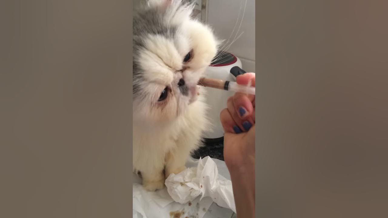 how-to-feed-sick-cat-youtube