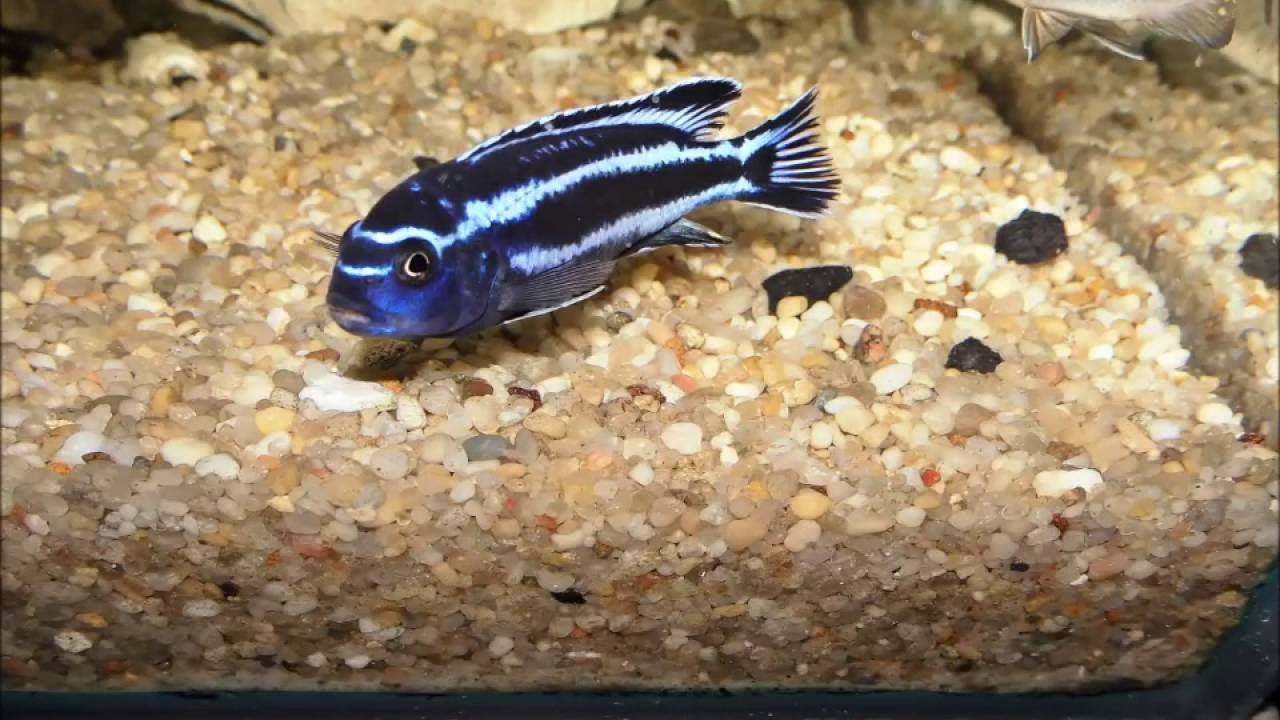 Melanochromis Cyaneorhabdos Maingano F1 - YouTube
