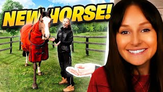 Freya Reacts to I SURPRISED BEHZINGA WITH A NEW HORSE