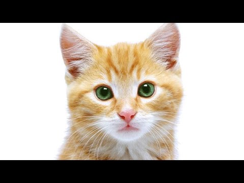 Cute Cat Picture