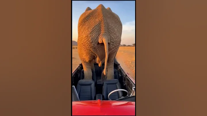 Elephant takes a giant poop on a car! #funny #crush #car #ai
