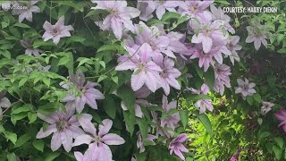 You Can Grow It: Idaho gardeners share their spectacular flower photos