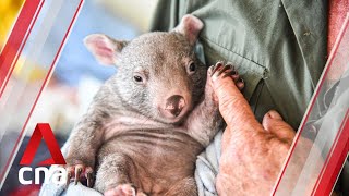 Australia bushfires: Wombats find refuge in rescue home