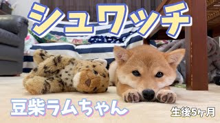 【シュワッチして寝る子犬】豆柴ラムちゃん#28 by SunnyRum channel 4,056 views 4 years ago 1 minute, 4 seconds