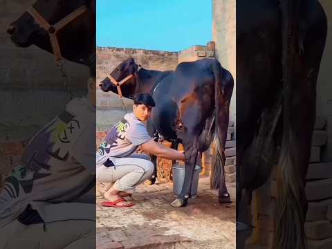 #animatedstory