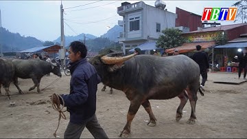 NHỘN NHỊP CHỢ TRÂU CUỐI NĂM - CHỢ GIA SÚC BẮC HÀ LÀO CAI