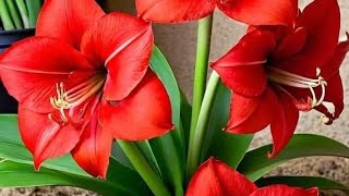 Most beautiful flowers in the word 🌺🌺 unique flowers trading viral 