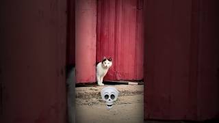 The mother cat is trying to protect kittens #shorts #cat #edit #usa #cute