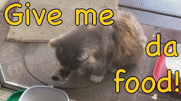 Taming a Feral 15: Pawing to skittish, Routine reset after catnip spray fail