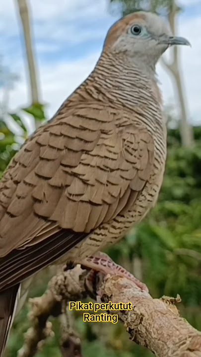 The Most Popular Local Turtle Dove Attractor #soundofturtleattraction
