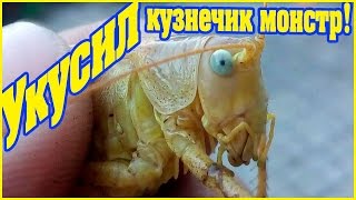 Большой кузнечик чуть не откусил мне палец