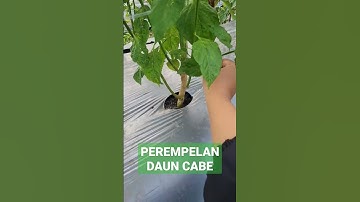 perempelan daun cabe #pruning #shortvideo #shorts #cabe