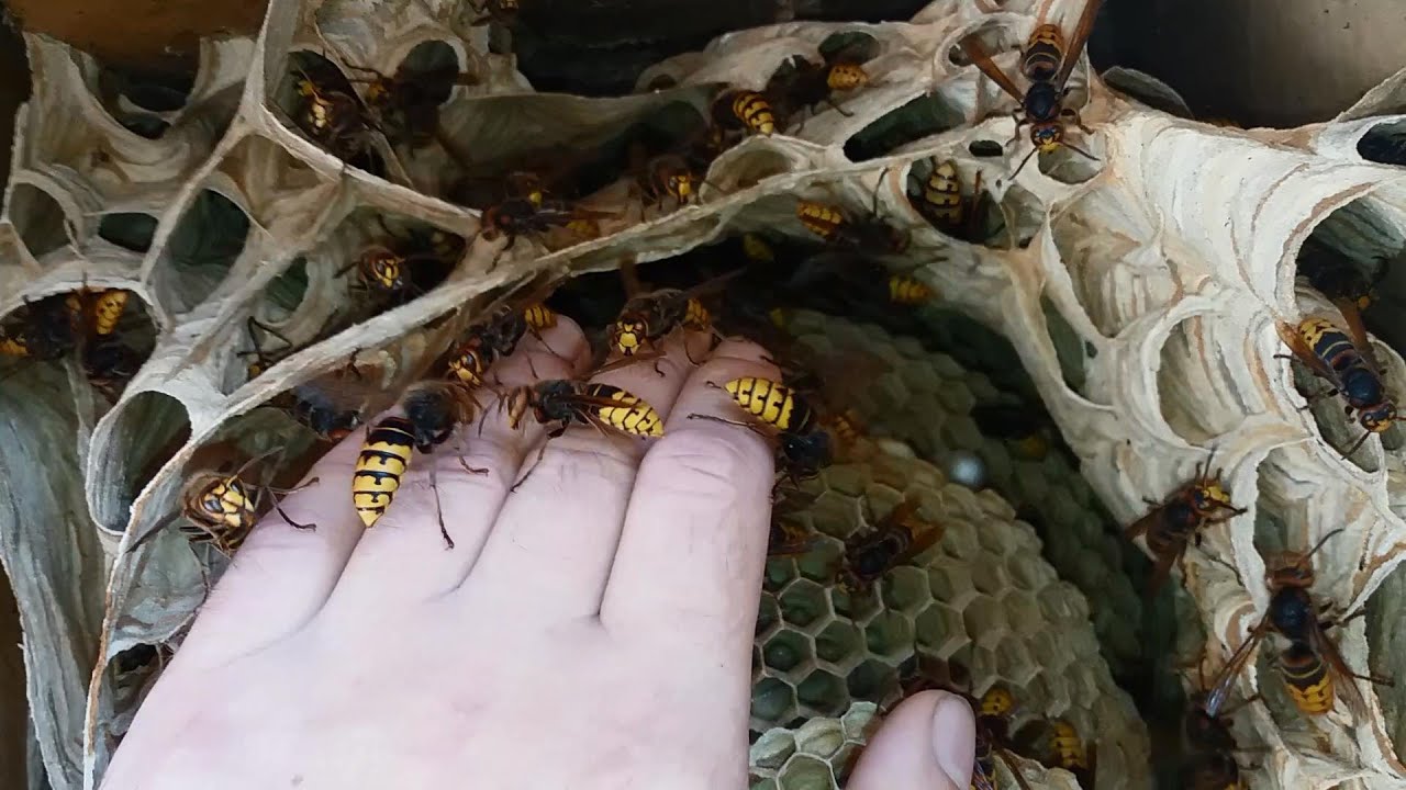 Гнездо Шершней на Балконе, 21 Сентября 2023 г - YouTube