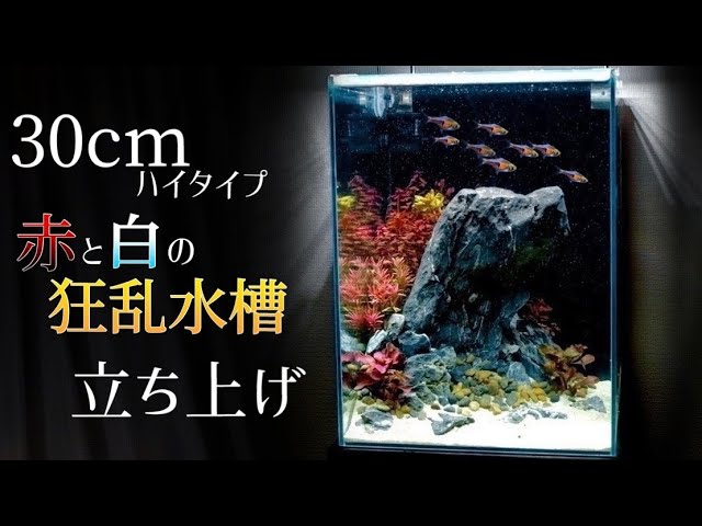 30㎝ハイ ② /part 1】立ち上げ！自然感ゼロ！？ 赤系水草で石組