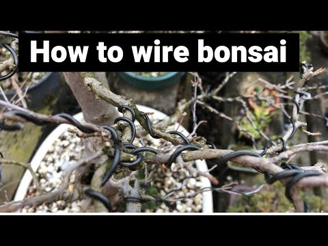 How to wire bonsai trees - wiring of my trident maple bonsai