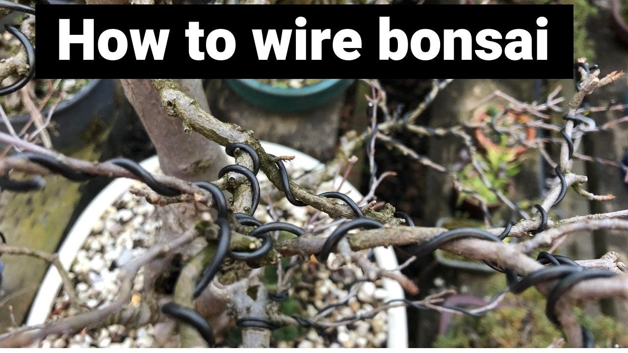 How to wire bonsai trees - wiring of my trident maple ...