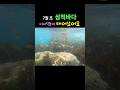7월 초,삼척에서 태어난 범돔치어|수온 22도|5미리슈트, 4kg웨이트#프리다이빙#프리다이버#펀다이빙#삼척바다#영덕바다#여름바다#범돔#freediving#freediving