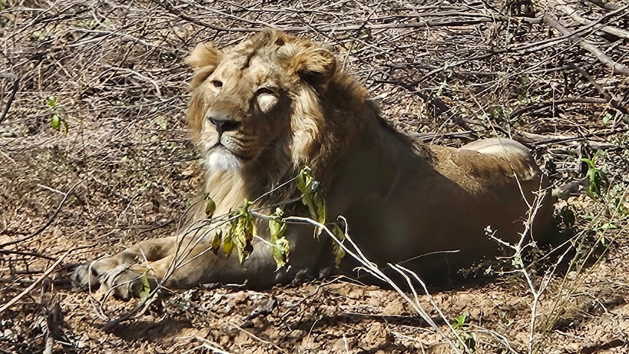 Liones tara #couple #beautifullife #trendingreels #jungle #environment #viralreels #wildlife #animal