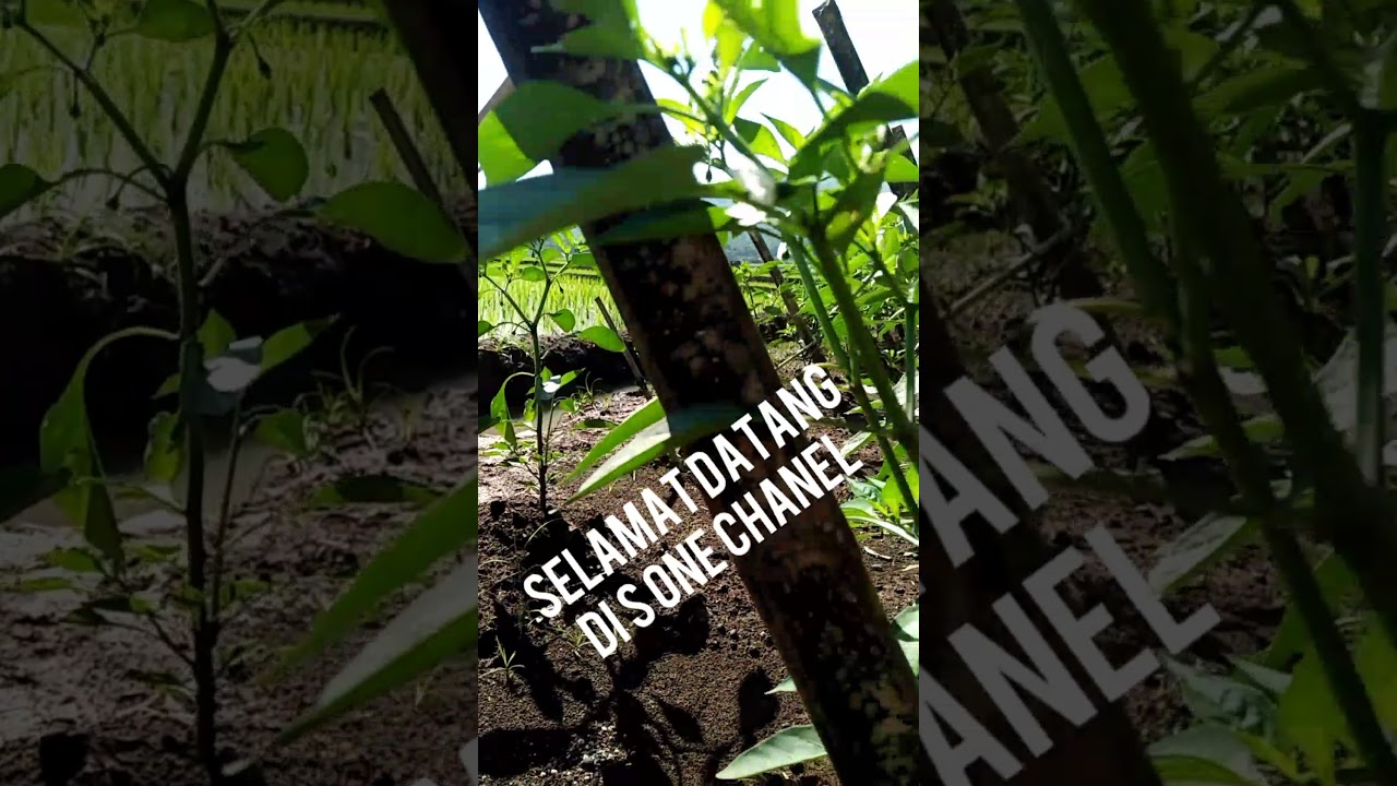 Pemula Yang Sukses Menanam Cabe Besar Hybrida Tanpa Mulsa 