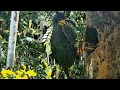 Induk Burung Jalak Membawa Makanan Besar, Tetapi Hanya untuk mengecoh anaknya yang lapar#part1